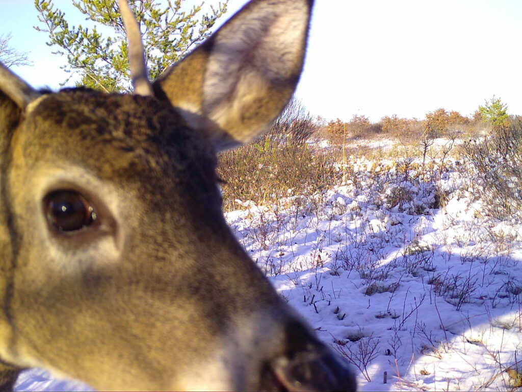Buck Spike Selfie 1024x768 