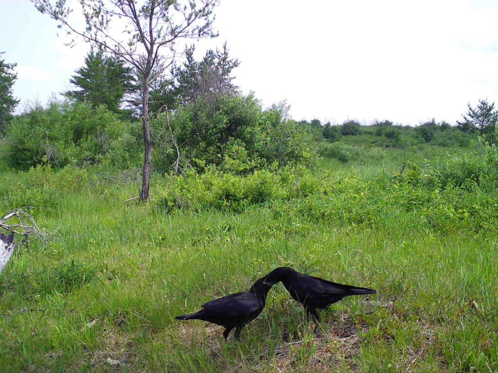 Crow Feeding Crow 1024x768 
